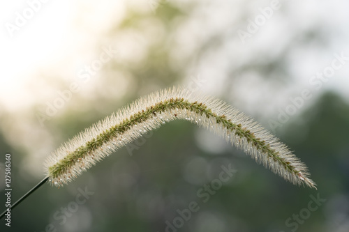 Drops of water on Grass flower with nature background