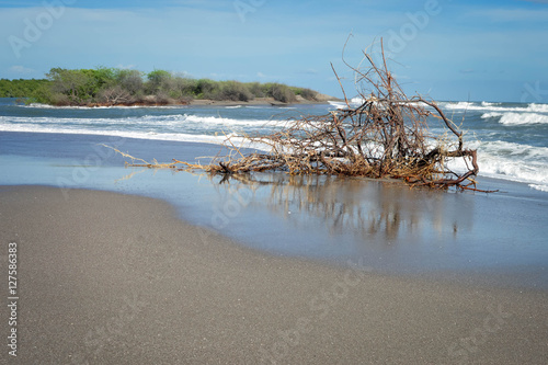 Dry tree rests on the Pacific beach of Las Penitas near Leon, Nicaragua. Central America