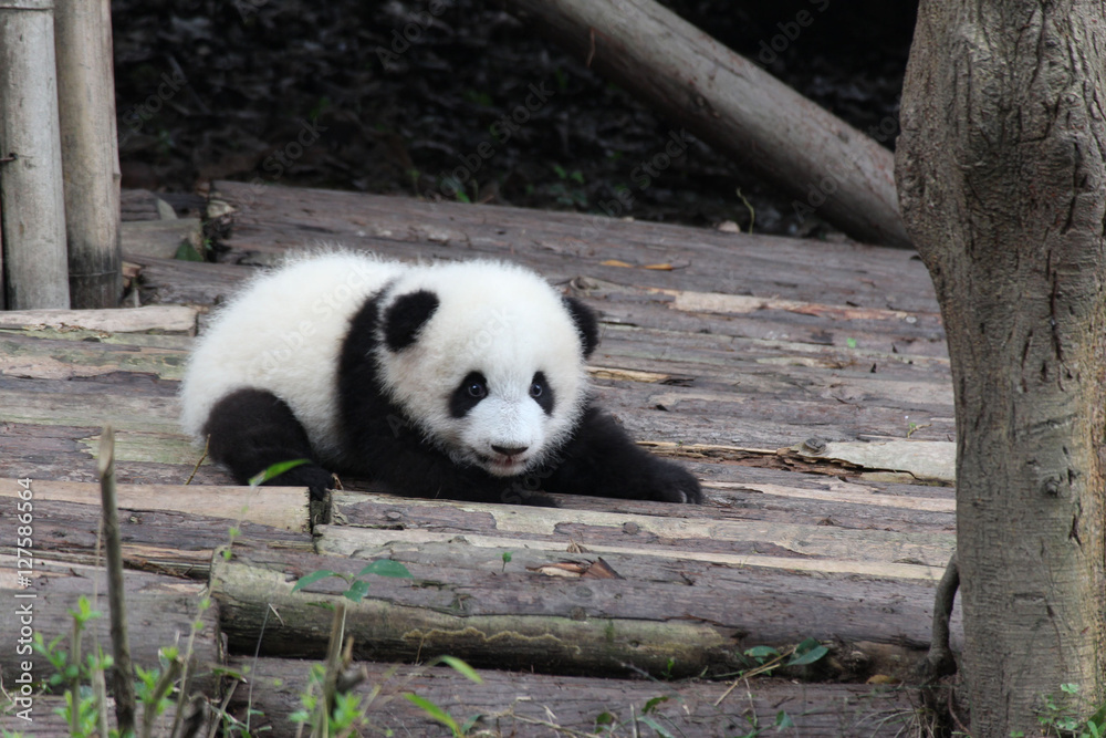 Fototapeta premium Baby Panda on the Playground