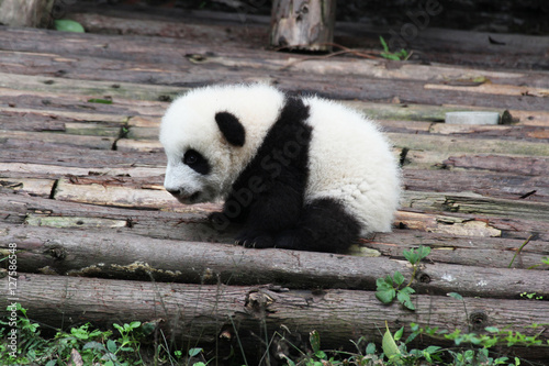 Fototapeta Naklejka Na Ścianę i Meble -  Baby Panda on the Playground