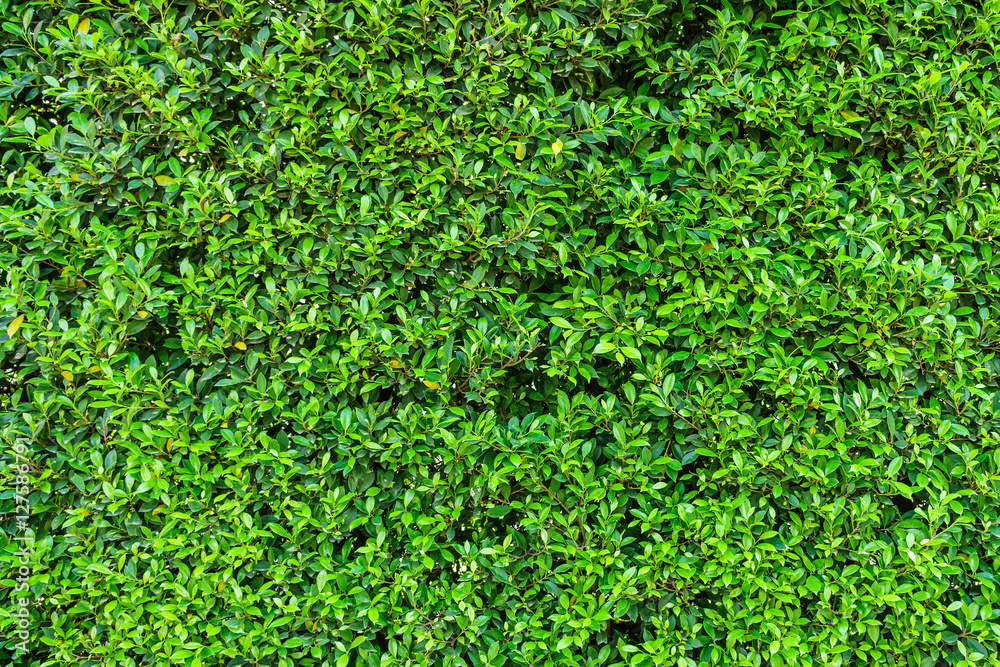 Natural wall by Ficus altissima tree. The exterior decoration in garden. Natural wall by Ficus altissima tree. The exterior decoration in garden.