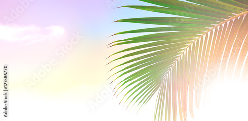 Palm tree leaves over peaceful tropical beach background  blue sea landscape card
