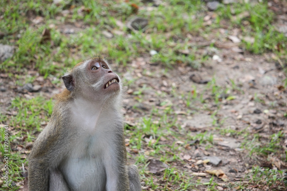 monkey in nature selective focus