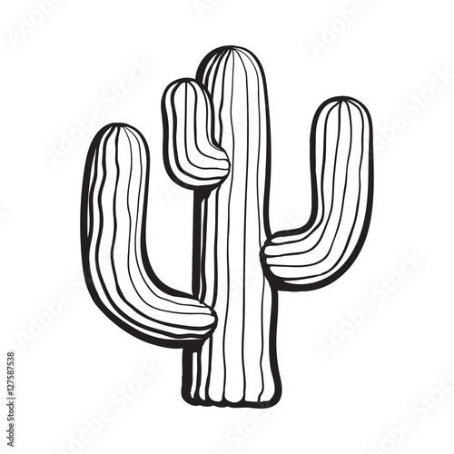 Traditional Mexican tequila cactus, black and white sketch style vector illustration isolated on white background. Hand drawn Mexican cactus, sketch style isolated illustration