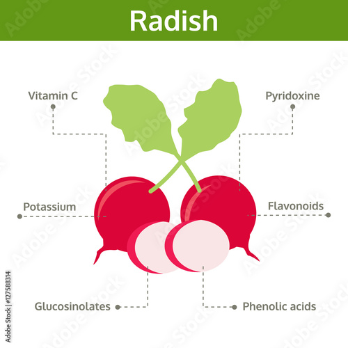 radish nutrient of facts and health benefits, info graphic