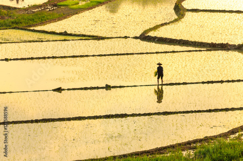 Farmer working in rice fields at sunset