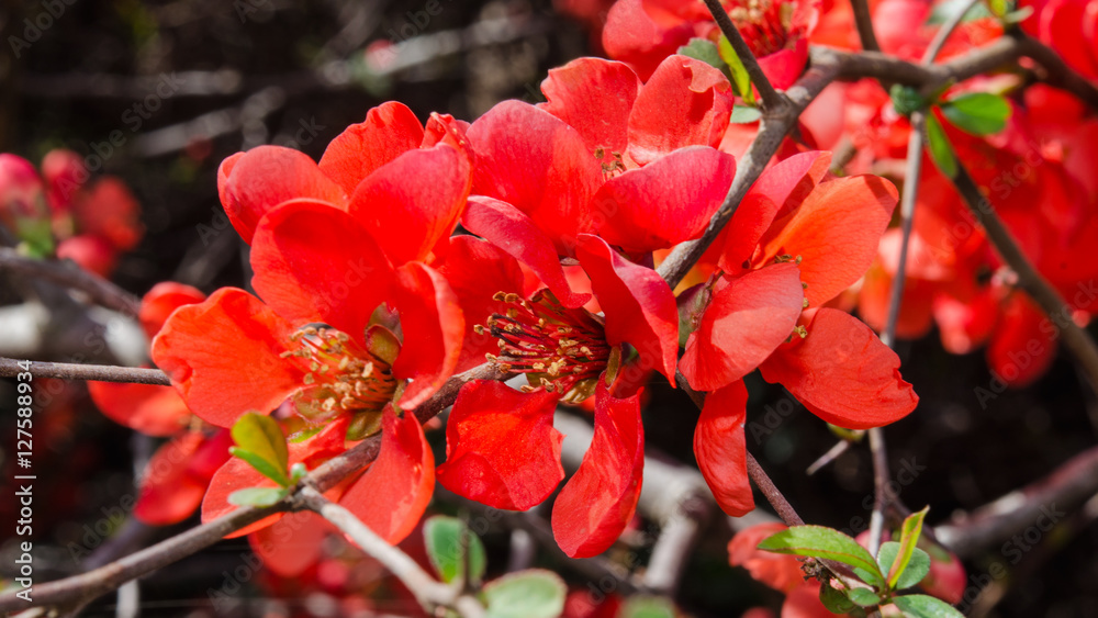 Branch with red spring flowers on the bush Branch with red spring flowers on the bush