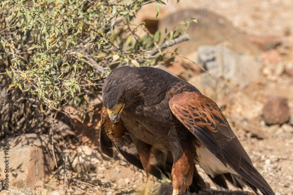 Harris Hawk Harris Hawk