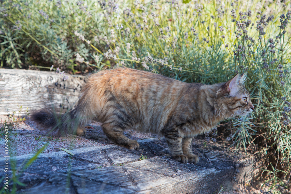 Chat Chat