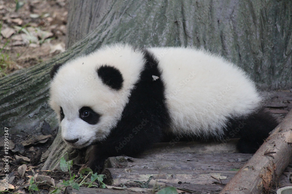 Fototapeta premium Baby Panda