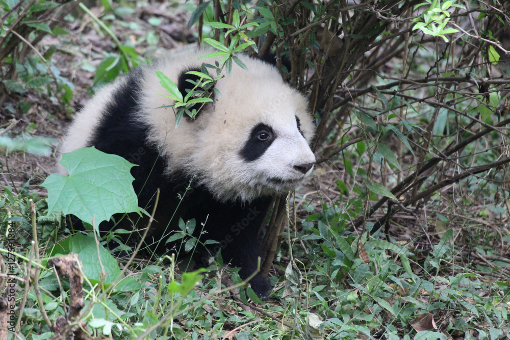 Obraz premium Baby Panda