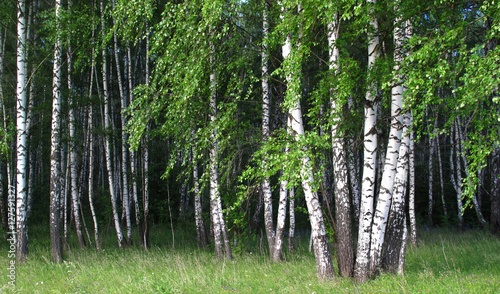 Birch trees