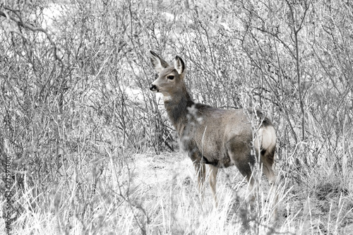 Mule Deer in Winter in the Pike National Forest