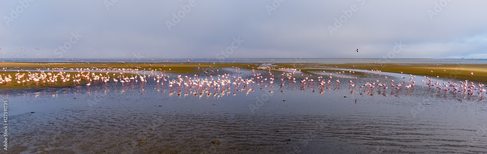 Fototapeta premium Group of pink flamingos on the sea at Walvis Bay, the atlantic coast of Namibia, Africa.