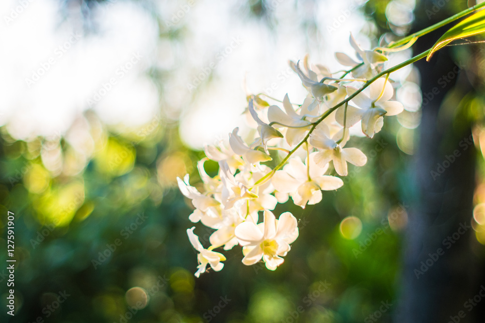 Beautiful White Phalaenopsis orchid on a branch Beautiful White Phalaenopsis orchid on a branch