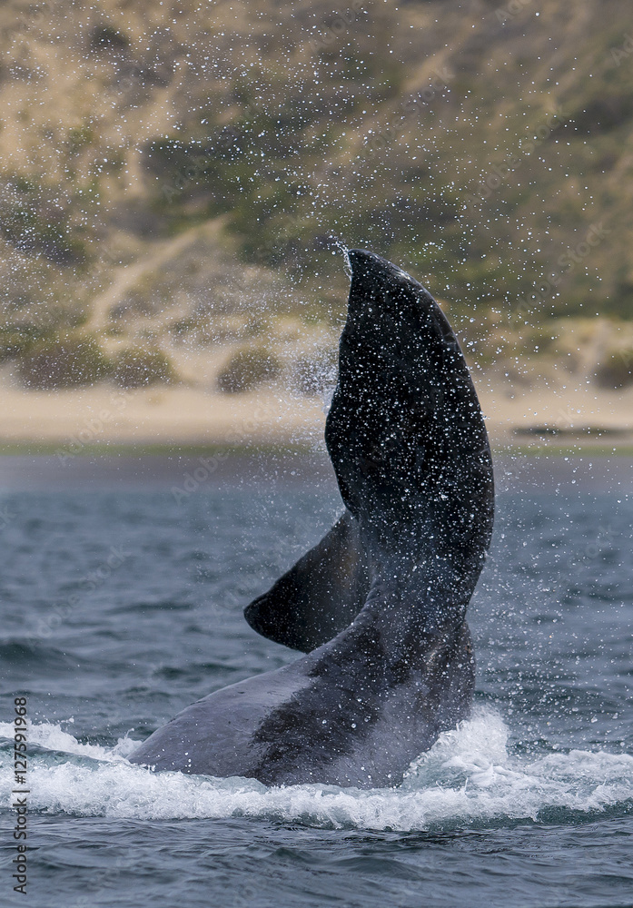 Fototapeta premium Southern Right whale ,Eubalaena Australis