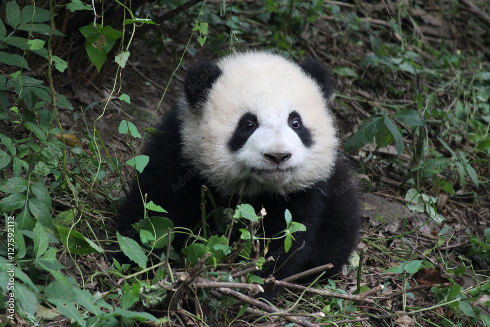 Baby Pandas Sitting on the Grass Baby Pandas Sitting on the Grass