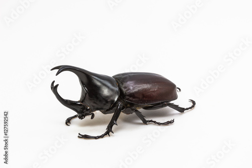 Rhinoceros beetle, Rhino beetle, Hercules beetle © suwatsir