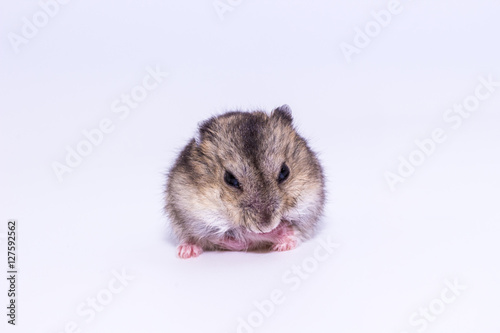 Little and Cute Hamster