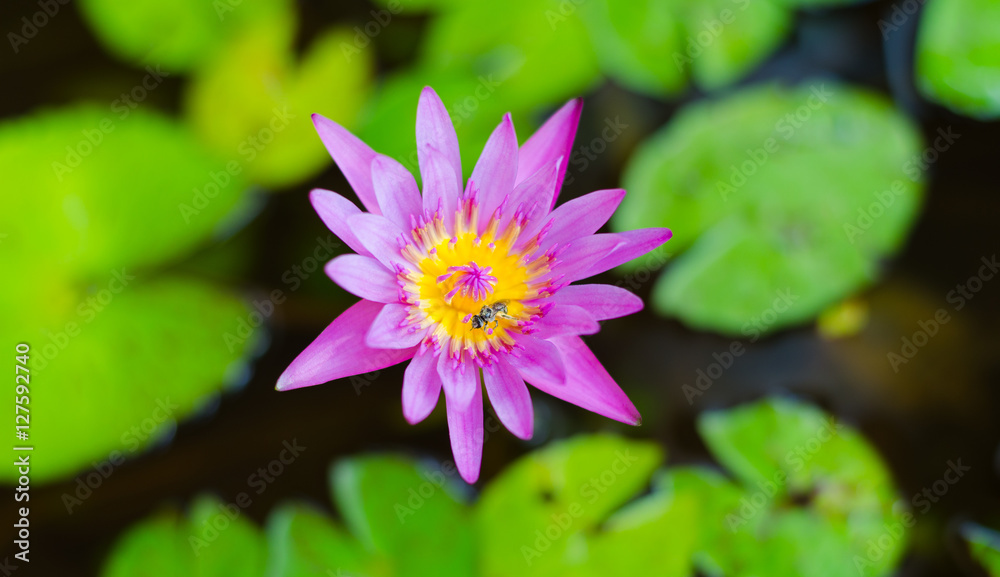 Pink lotus blossoms or water lily flowers blooming on pond,Pink flower Pink lotus blossoms or water lily flowers blooming on pond,Pink flower