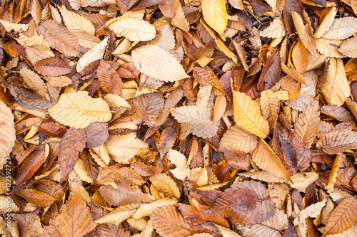 brown fallen maple leaves in park