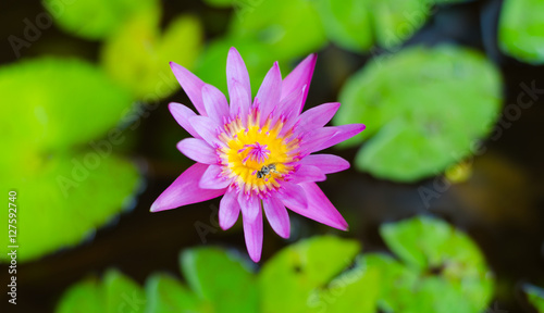 Pink lotus blossoms or water lily flowers blooming on pond,Pink flower