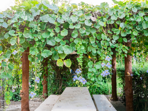 Wooden arbor of Blue Bengal Trumpet with a set of white table photo