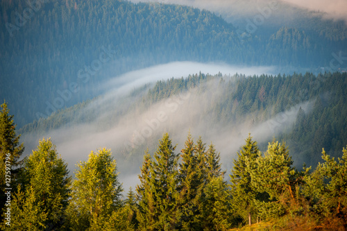 Morning with fog over mountain slopes, covered with spruce forest