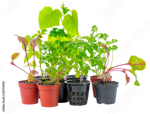 setting of young seedling of fresh green vegetable plant in flow