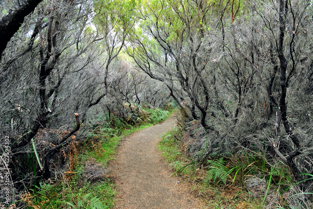 Hidden path in Cape Otway National Park Hidden path in Cape Otway National Park