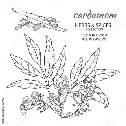 cardamom vector set