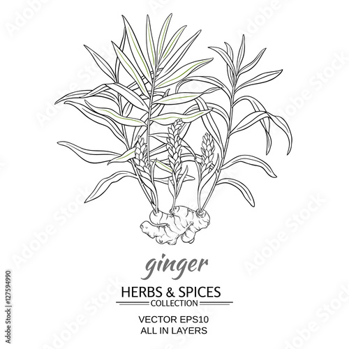 ginger vector illustration