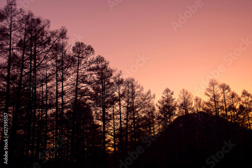 Pine tree silhouette during sunset in the woods, beautiful scenery of sunset