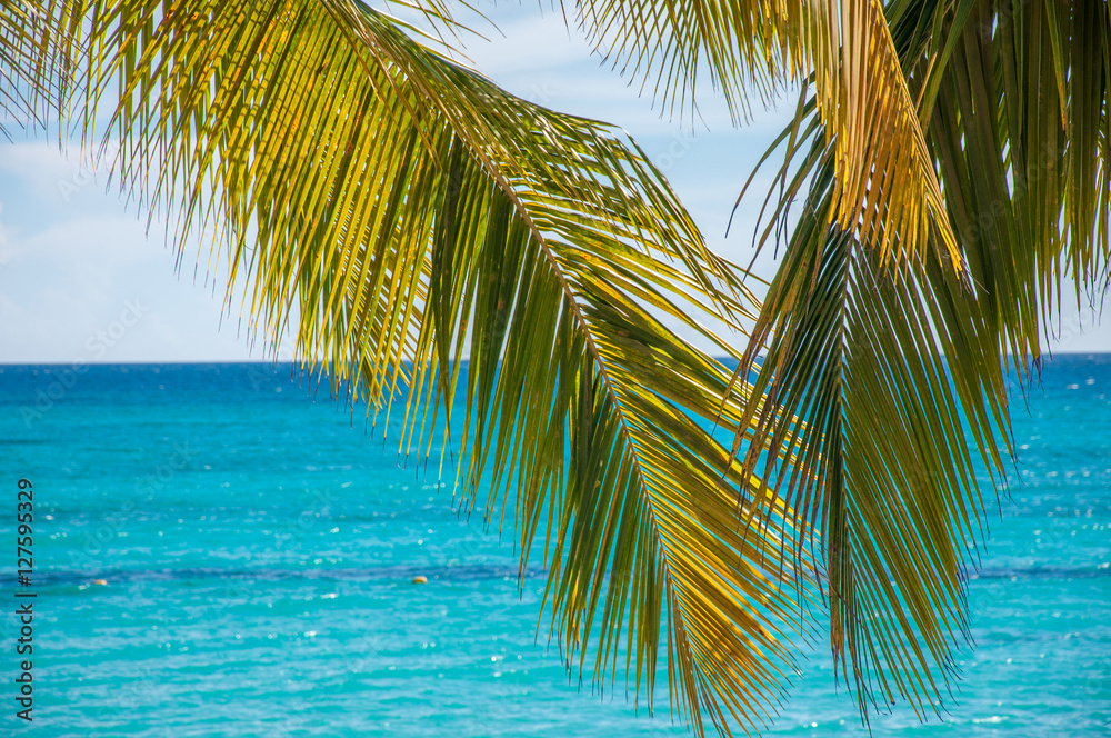 Fototapeta premium Caribbean beach