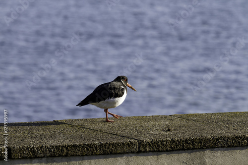 Oyster Catcher