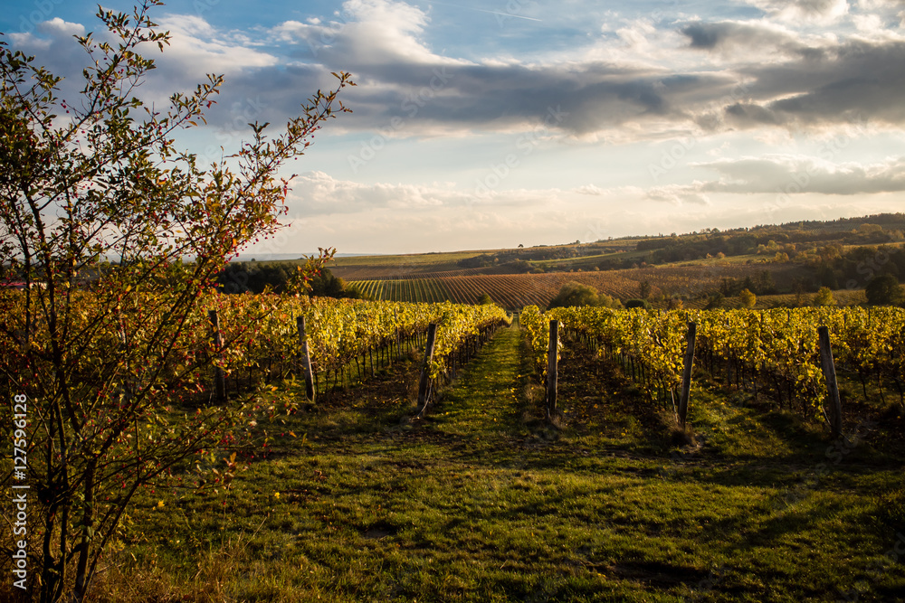 Naklejka premium Vineyard sunset