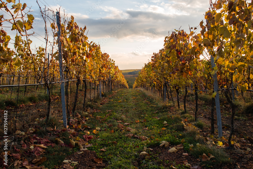 Fototapeta premium Vineyard sunset