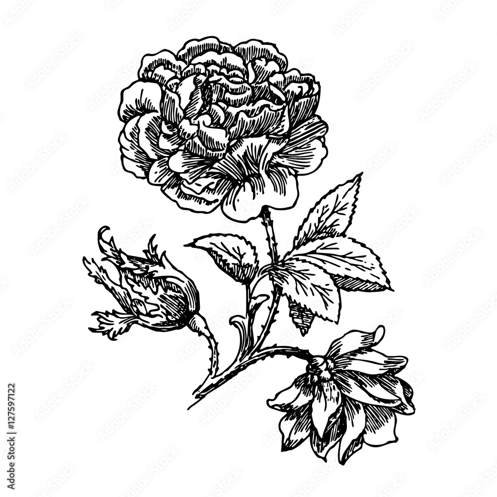 нарисованный черно-белый цветок пиона,эскиз,тату,художественный Stock  Vector | Adobe Stock