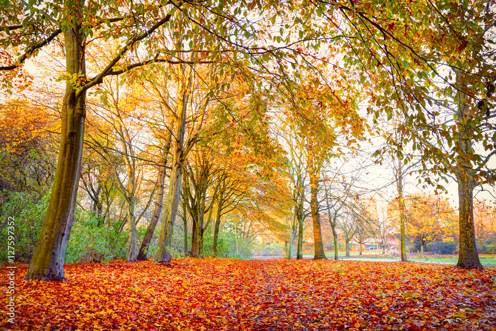 Obraz premium Red and yellow autumn trees in park