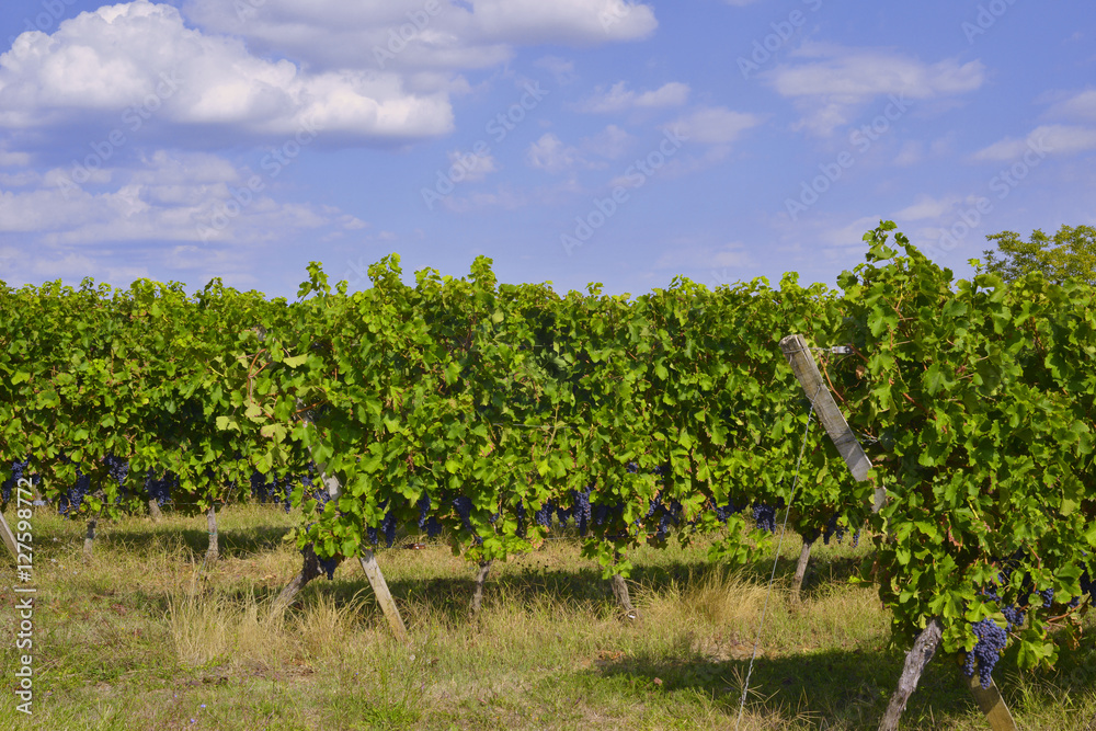 Vignes et raisin noir du Périgord, département de la Dordogne en région Nouvelle-Aquitaine, France	