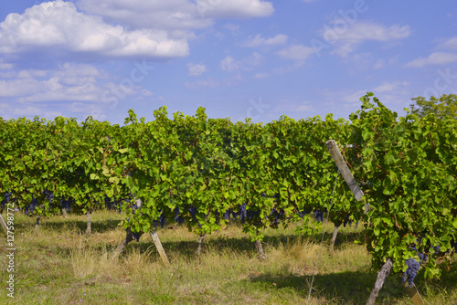 Vignes et raisin noir du Périgord, département de la Dordogne en région Nouvelle-Aquitaine, France	