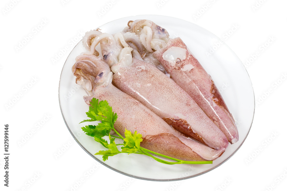 Fresh raw squids on plate in white background / Fresh Squid on white plate. Fresh raw squids on plate in white background / Fresh Squid on white plate.