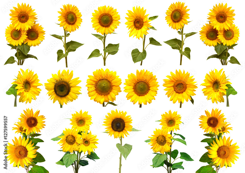 Fototapeta premium Sunflowers collection on the white background.