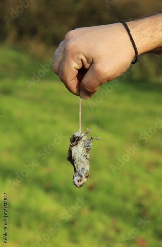 Hand holding a dead mouse