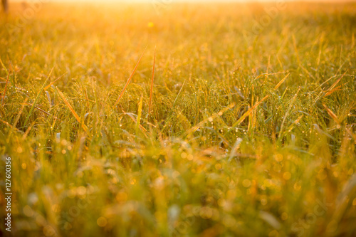Close up of morning dew on rice field with morning sunlight