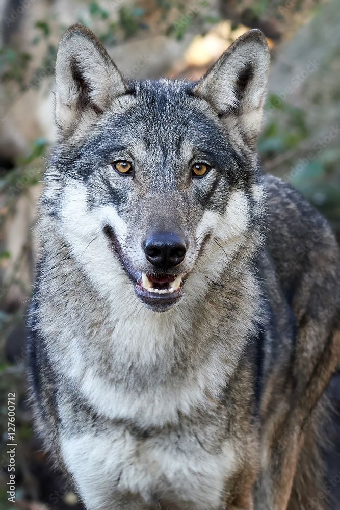Grey Wolf (Canis lupus) Grey Wolf (Canis lupus)