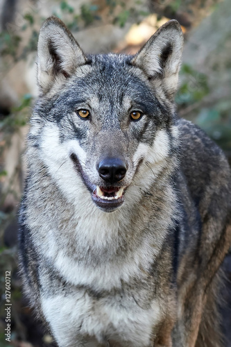 Grey Wolf (Canis lupus)