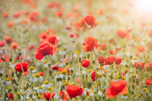 Wild poppies