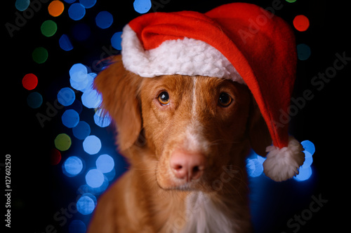 Happy New Year, Christmas, Dog in Santa Claus hat