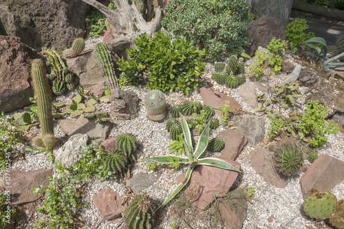 various cacti plants